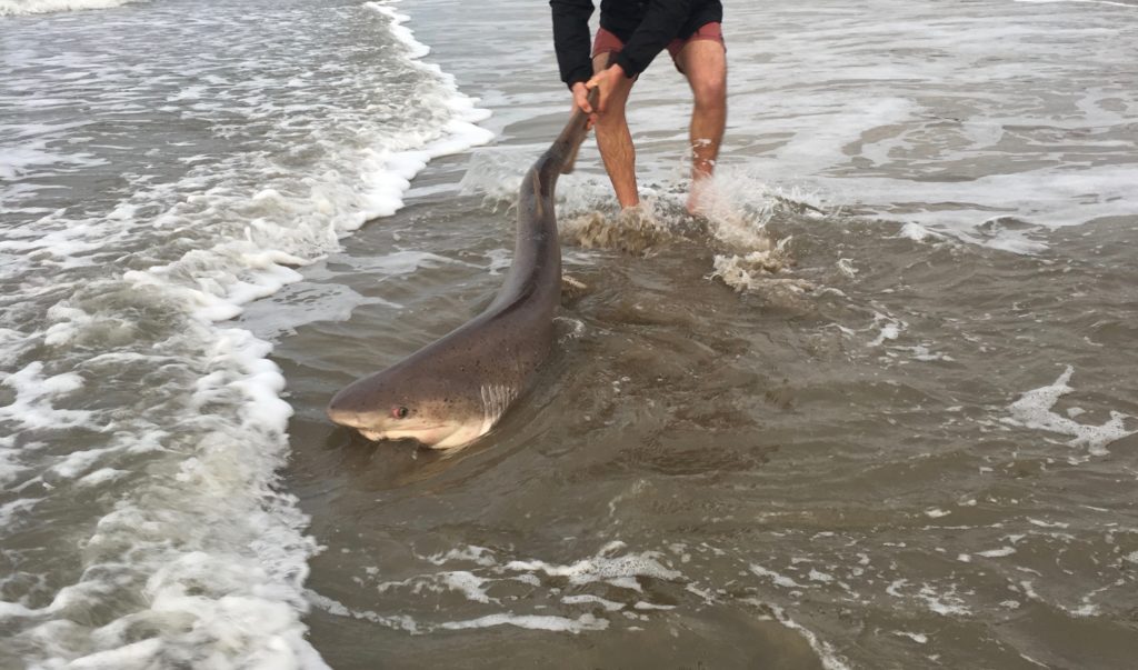http://beachtoocean.com/wp-content/uploads/2018/11/shark-fishing-1024x603.jpeg