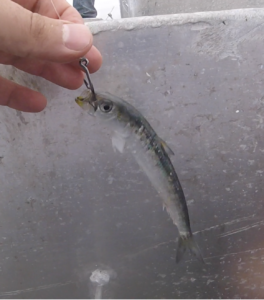 dorado fishing live bait